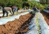 Terragénesis, Agro-Innovación y Agricultura Regenerativa: Comienza la Plantación de Pimentón Orgánico en México con Destino a California Terragénesis, Agro-Innovación y Agricultura Regenerativa: Comienza la Plantación de Pimentón Orgánico en México con Destino a California