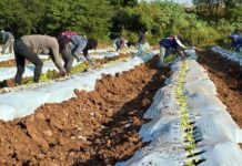 Terragénesis, Agro-Innovación y Agricultura Regenerativa: Comienza la Plantación de Pimentón Orgánico en México con Destino a California Terragénesis, Agro-Innovación y Agricultura Regenerativa: Comienza la Plantación de Pimentón Orgánico en México con Destino a California