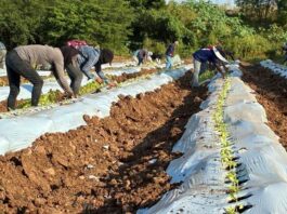 Terragénesis, Agro-Innovación y Agricultura Regenerativa: Comienza la Plantación de Pimentón Orgánico en México con Destino a California Terragénesis, Agro-Innovación y Agricultura Regenerativa: Comienza la Plantación de Pimentón Orgánico en México con Destino a California
