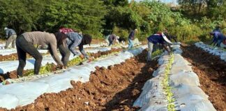 Terragénesis, Agro-Innovación y Agricultura Regenerativa: Comienza la Plantación de Pimentón Orgánico en México con Destino a California