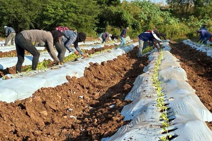 Pimentón Orgánico en México, Terragénesis Agricultura Regenerativa (1) Terragénesis, Agro-Innovación y Agricultura Regenerativa: Comienza la Plantación de Pimentón Orgánico en México con Destino a California