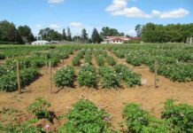 Académica de Agronomía lidera estudio que revela el potencial de la papa nativa frente al cambio climático