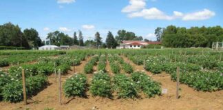 Académica de Agronomía lidera estudio que revela el potencial de la papa nativa frente al cambio climático