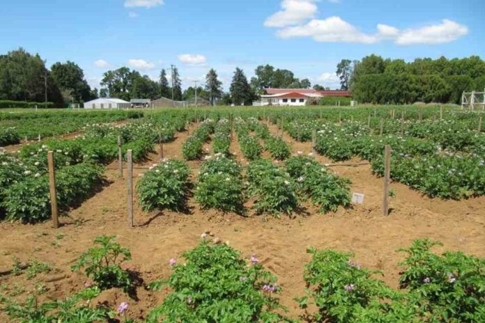 Académica de Agronomía lidera estudio que revela el potencial de la papa nativa frente al cambio climático