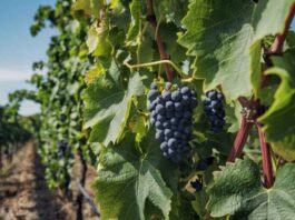 SNA y Fedefruta Expresan "Gran Extrañeza" y Preocupación por Suspensión del Protocolo "Systems Approach" para la Uva Chilena en EE. UU.