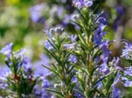 Argentina | Presentan un nuevo cultivar de romero con sello INTA