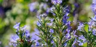 Argentina | Presentan un nuevo cultivar de romero con sello INTA