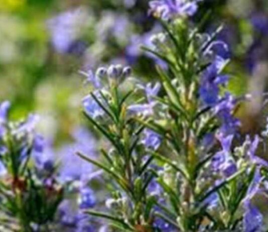 Argentina | Presentan un nuevo cultivar de romero con sello INTA Argentina | Presentan un nuevo cultivar de romero con sello INTA