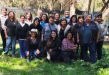 Producción de boldo mediante clones para frenar su sobreexplotación en el bosque nativo