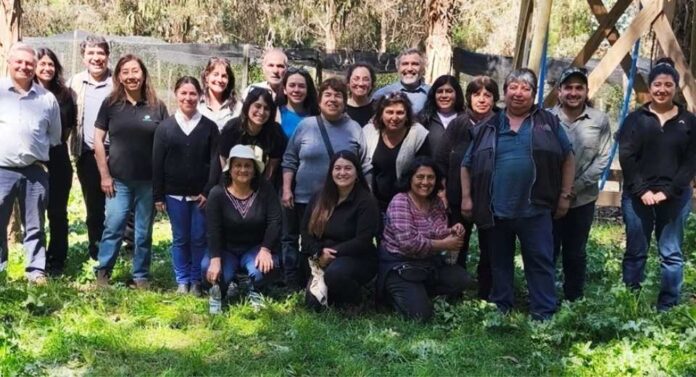 Producción de boldo mediante clones para frenar su sobreexplotación en el bosque nativo