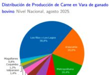 Producción de carne en vara de ganado bovino de la Región del Biobío presentó una disminución interanual de 22,9% en agosto de 2025