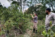 Producción regenerativa, el nuevo estándar en yerba mate Argentina