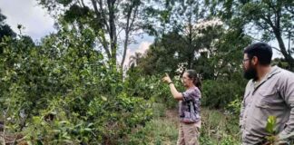 Producción regenerativa, el nuevo estándar en yerba mate Argentina