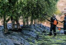 Productores de aceitunas de Chile reportan recuperación de cosecha