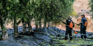 Productores de aceitunas de Chile reportan recuperación de cosecha