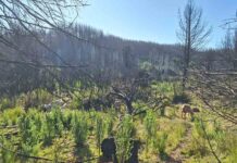 Proyecto de prevención de incendios a través de pastoreo impacta a más de mil personas