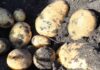 Pulso Agroclimático octubre: expertos alertan por la posible aparición de enfermedades fungicidas en los cultivos