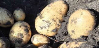 Pulso Agroclimático octubre: expertos alertan por la posible aparición de enfermedades fungicidas en los cultivos