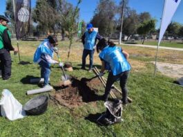 Reforestan con especies nativas el Parque Eduardo Frei de Lo Prado