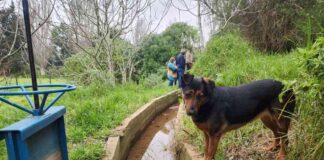 Regantes de la Comunidad Agrícola de Huentelauquén mejoran su gestión hídrica con obras de revestimiento de canal Salinero
