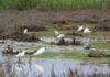 Renuevan periodo de prohibición de caza en humedal del río Huasco