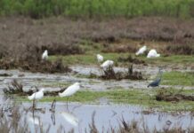 Renuevan periodo de prohibición de caza en humedal del río Huasco
