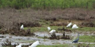 Renuevan periodo de prohibición de caza en humedal del río Huasco