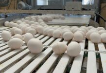 SAG Biobío llama a planteles avícolas industriales a reforzar sus medidas de bioseguridad 