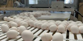 SAG Biobío llama a planteles avícolas industriales a reforzar sus medidas de bioseguridad 