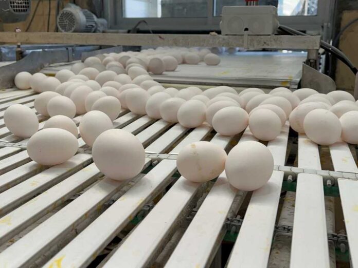 SAG Biobío llama a planteles avícolas industriales a reforzar sus medidas de bioseguridad 