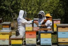 SAG llama a apicultores/as a declarar sus apiarios y colmenas en octubre
