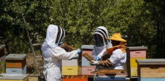 SAG llama a apicultores/as a declarar sus apiarios y colmenas en octubre