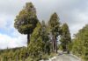 SAG presenta publicación sobre alerces y cipreses chilenos y su biodiversidad asociada