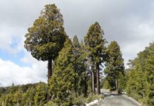 SAG presenta publicación sobre alerces y cipreses chilenos y su biodiversidad asociada