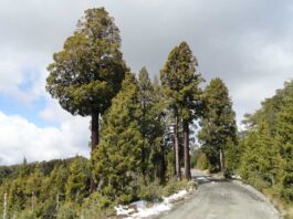 SAG presenta publicación sobre alerces y cipreses chilenos y su biodiversidad asociada