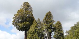 SAG presenta publicación sobre alerces y cipreses chilenos y su biodiversidad asociada