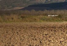 Segundo barómetro de robo agrícola