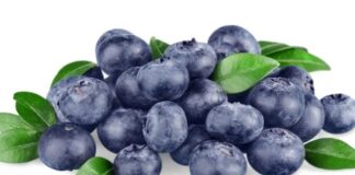 Senasa aprueba importación de 360 mil plantas de arándano desde Chile