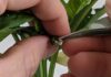 Tecnología chilena busca revolucionar el control de calidad en la producción de semillas