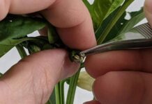 Tecnología chilena busca revolucionar el control de calidad en la producción de semillas