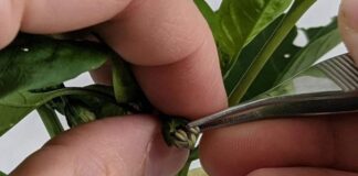 Tecnología chilena busca revolucionar el control de calidad en la producción de semillas