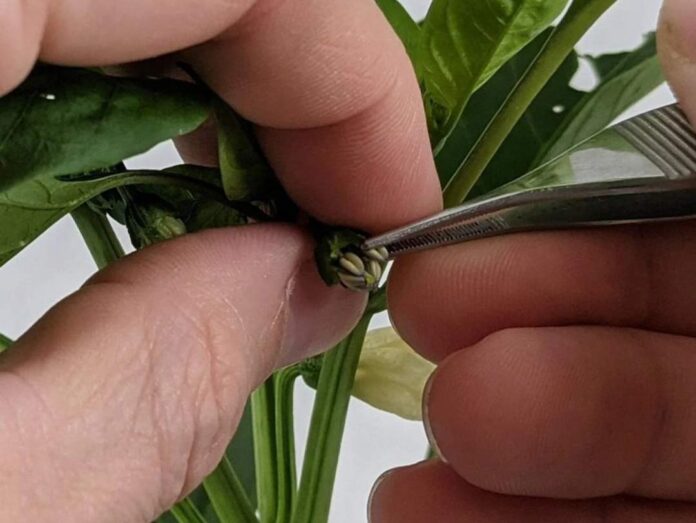 Tecnología chilena busca revolucionar el control de calidad en la producción de semillas