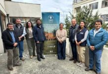 Tecnología e innovación marcan el camino hacia una carne bovina más competitiva en Los Lagos Tecnología e innovación marcan el camino hacia una carne bovina más competitiva en Los Lagos