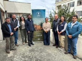Tecnología e innovación marcan el camino hacia una carne bovina más competitiva en Los Lagos Tecnología e innovación marcan el camino hacia una carne bovina más competitiva en Los Lagos