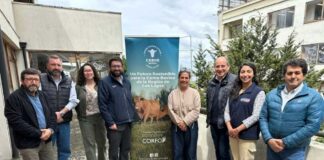 Tecnología e innovación marcan el camino hacia una carne bovina más competitiva en Los Lagos Tecnología e innovación marcan el camino hacia una carne bovina más competitiva en Los Lagos