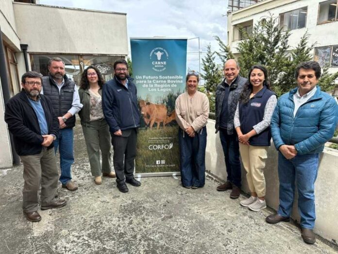 Tecnología e innovación marcan el camino hacia una carne bovina más competitiva en Los Lagos Tecnología e innovación marcan el camino hacia una carne bovina más competitiva en Los Lagos