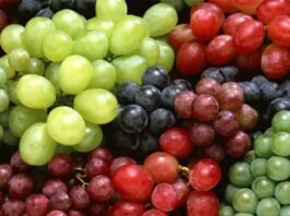 Temporada 2025-26: Exportaciones de variedades nuevas de uvas de mesa crecerán, alcanzando el 71% del total de los envíos Temporada 2025-26: Exportaciones de variedades nuevas de uvas de mesa crecerán, alcanzando el 71% del total de los envíos