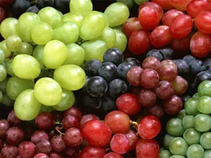 Temporada 2025-26: Exportaciones de variedades nuevas de uvas de mesa crecerán, alcanzando el 71% del total de los envíos