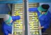 Uruguay Los cítricos tuvieron el monto exportado más alto en los últimos cinco años