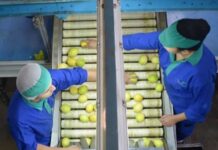 Uruguay Los cítricos tuvieron el monto exportado más alto en los últimos cinco años